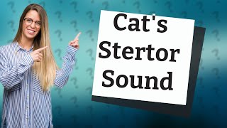 What does a cats stertor sound like [upl. by Burley]