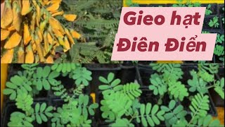 58 Grow sesbania sesban from seeds at home Gieo điên điển tại nhà vào mùa xuân [upl. by Dej]