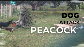 quotUnexpected Encounter Dog Interrupts Peacocks Dance in the Wildquot Incredible Wildlife Showdown 😱 [upl. by Eamanna433]