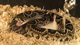 Raw Wildlife Footage Enormous Diamondback Rattlesnake Defends Its Food [upl. by Llenal]