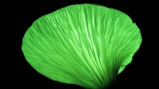 Bioluminescent Mushroom Videos [upl. by Yliram577]