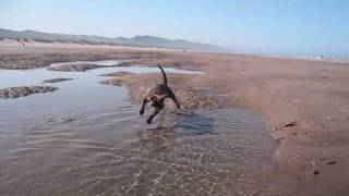 Beach Puppy Staffordshire Bull terrier [upl. by Westlund257]