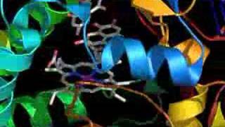 P450 Coupling Enzyme Active Site [upl. by Oiramel]