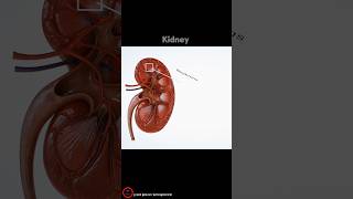 Kidney And Nephron [upl. by Banerjee]