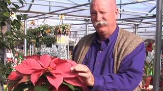 How to Choose the Best Poinsettia Plants [upl. by Noit474]