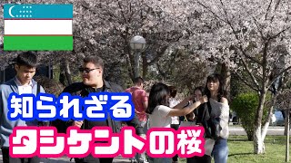 【海外の桜】日本人が知らないウズベキスタンの「追憶の桜」 まもなく見ごろ 現地の人々に愛される美しさを高画質でお届け [upl. by Karmen]