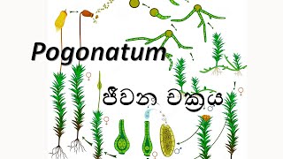 Life Cycle of Pogonatum  Pogonatum ජීවන චක්‍රය   AL Biology [upl. by Pansir308]