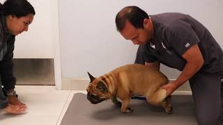 What is Intervertebral Disk DiseaseIVDD in Dogs [upl. by Zusman]