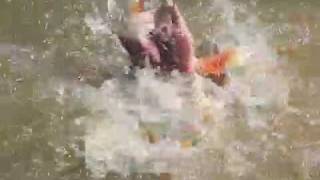 Piranhas Attack Pygocentrus cariba  Venezuela [upl. by Slaughter]