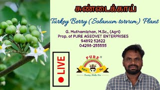 சுண்டைக்காய்  Turkey Berry Solanum torvum Plant  View [upl. by Naillil]