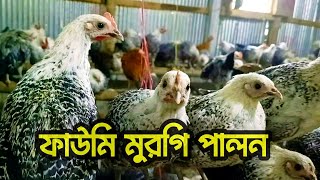 ফাউমি মুরগি পালন পদ্ধতি। Fawmi Murgi Palon Video [upl. by Ahsetra]