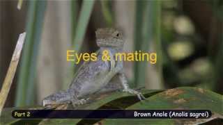 Brown Anole Behavioral profile part 2 [upl. by Beau]