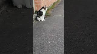 Cat rolling on the Floor so cute beapick cats catlover shortsvideo [upl. by Oakes]