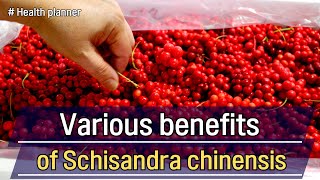 Various benefits of Schisandra chinensis on our body [upl. by Kellene]