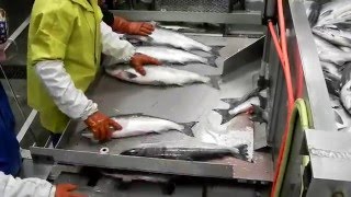 Leader creek fisheries fish house Naknek Bristol Bay Alaska 2011 [upl. by Shuma918]