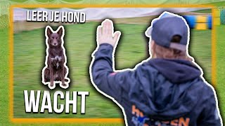 TRAIN JE HOND  Hoe leer je je hond WACHT [upl. by Shirah]