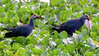 Western swamphen birds [upl. by Introk]