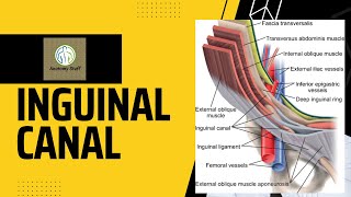 Inguinal Canal Anatomy [upl. by Maddy187]