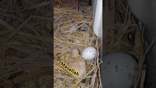 Kobutor Baby Growthbirds kabutar kabootar kobutor funny comedy cricket pigeon funnyvideos [upl. by Algie]