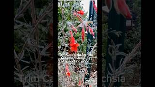 Pruning California fuchsia is optional to keep it tidy or let it grow natural for a while then trim [upl. by Cypro]