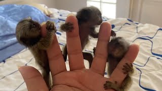 Adorable Finger Marmoset Monkey [upl. by Gavra]