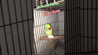 Alexandrine Parrot🦜 Talking Parrot🦜alexandrineparrot talkingparrot youtubeshorts shorts [upl. by Malinowski]