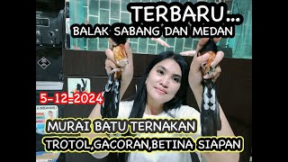 TERBARUBALAK SABANG DAN MEDAN MURAI BATU TERNAKAN 5122024 [upl. by Joub431]