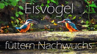 Der Eisvogel  Füttern des Nachwuchses 4K [upl. by Cavuoto5]