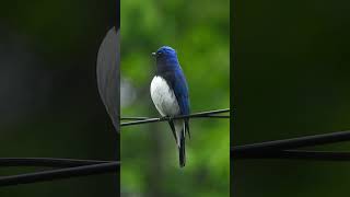 No3 名前：オオルリのさえずり 学名： Cyanoptila cyanomelana twitter78shorts [upl. by Chien]