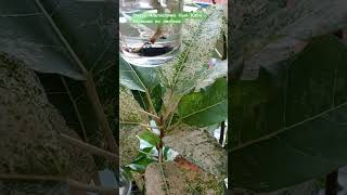 altissima new clon корни из листа plants растения garden саднабалконе nature фикус ficus [upl. by Lombard]