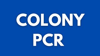 What is colony PCR  Polymerase chain reaction  Biotechnology [upl. by Afirahs675]