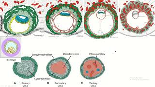 Placental chorionic villus and its parts placenta embryology fetaldevelopment [upl. by Wilkins389]