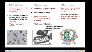 Bacterial Cell Inclusions [upl. by Azil]