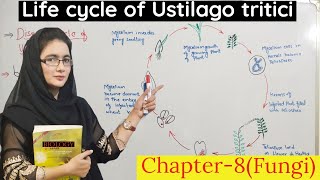 life cycle of loose smut of wheat  Ustilago tritici disease cycle club fungi class 11  urduhindi [upl. by Tamsky]