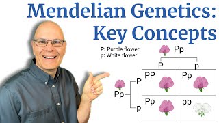 Mendelian Genetics Basic Concepts Explained for AP Bio Students [upl. by Erdnoed]