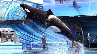 Orca Encounter Full Show  SeaWorld Orlando  March 1 2023 [upl. by Gnaig716]