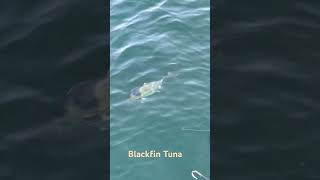 Catching a big blackfin tuna in Orange Beach Alabama [upl. by Anum]