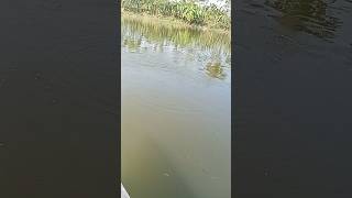 Hook✅🎣🐬 fishing enjoy🐠🐠 OUR village pond fishinghookbestfishingtechniques fishingtechniques [upl. by Lonne128]