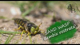 Sand wasp  Avispa de la arena Bembix rostrata [upl. by Anikat]