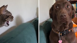 Chocolate lab giving the side eye to hissing cat shorts [upl. by Loginov]