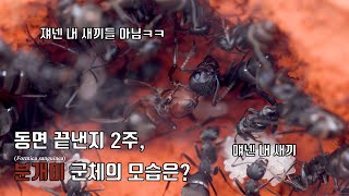 4K UHD 동면 끝낸지 2주 분개미 군체의 모습은  Formica sanguinea  アカヤマアリ [upl. by Hendrickson]