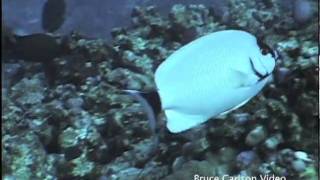 masked angelfish Genicanthus personatus [upl. by Zach875]