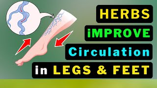 10 Miracle Herbs to Supercharge Your Leg Circulation NOW [upl. by Haonam]