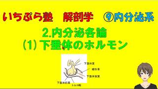 【いちぷら塾】解剖学 9内分泌系 2内分泌各論1下垂体のホルモン あん摩マッサージ指圧師、鍼灸師 [upl. by Atem]