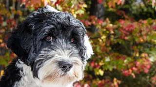 Training Your Portuguese Water Dog for Scent Work [upl. by Berman]