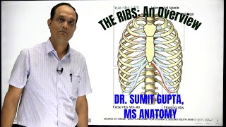 THE RIBSAn overview [upl. by Ys]