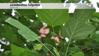 tulip tree Liriodendron tulipifera [upl. by Assenej]