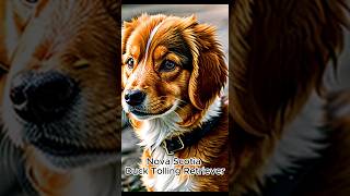 Nova Scotia Duck Tolling Retriever [upl. by Naara]