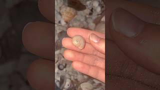 The mini shells really showed up today beachcombing seashells floridabeaches [upl. by Ssyla]