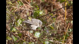 Barred Warbler [upl. by Ody151]